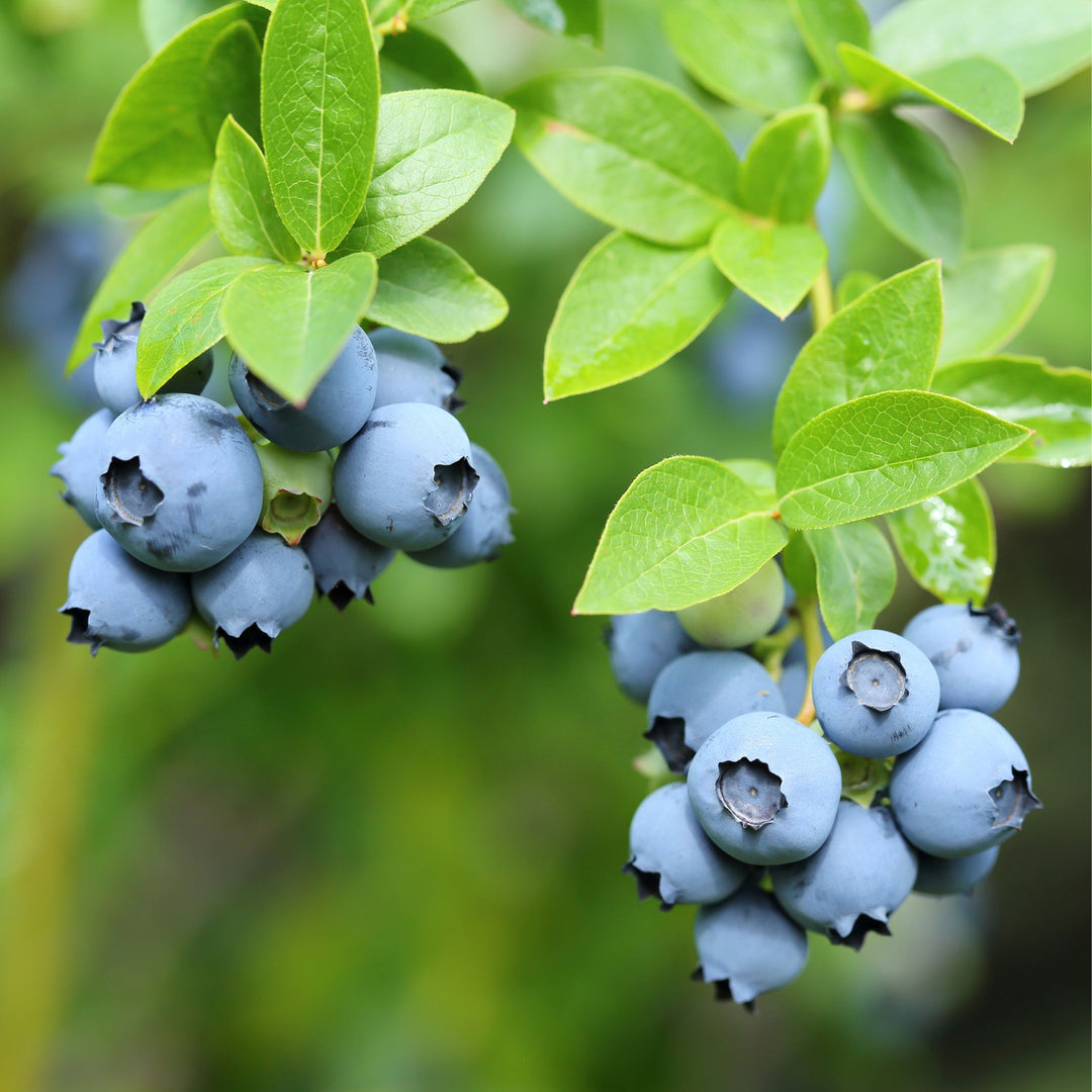 Blueberry 'Desoto'
