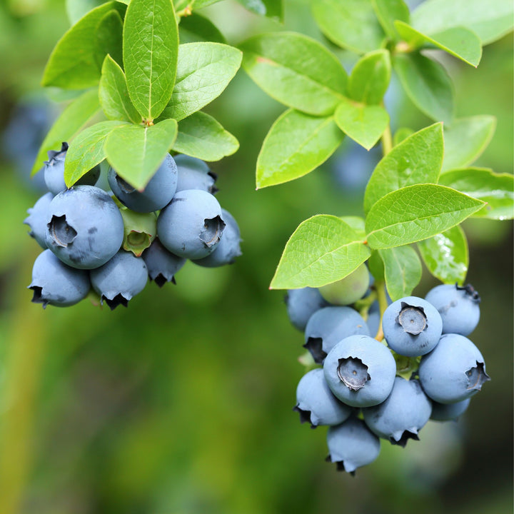 Blueberry 'Desoto'