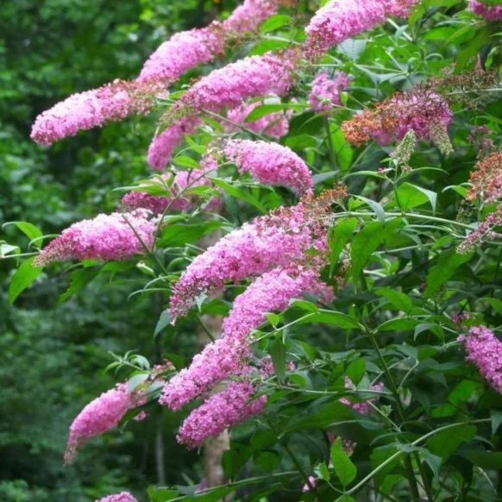 Butterfly Bush 'Pink Delight'