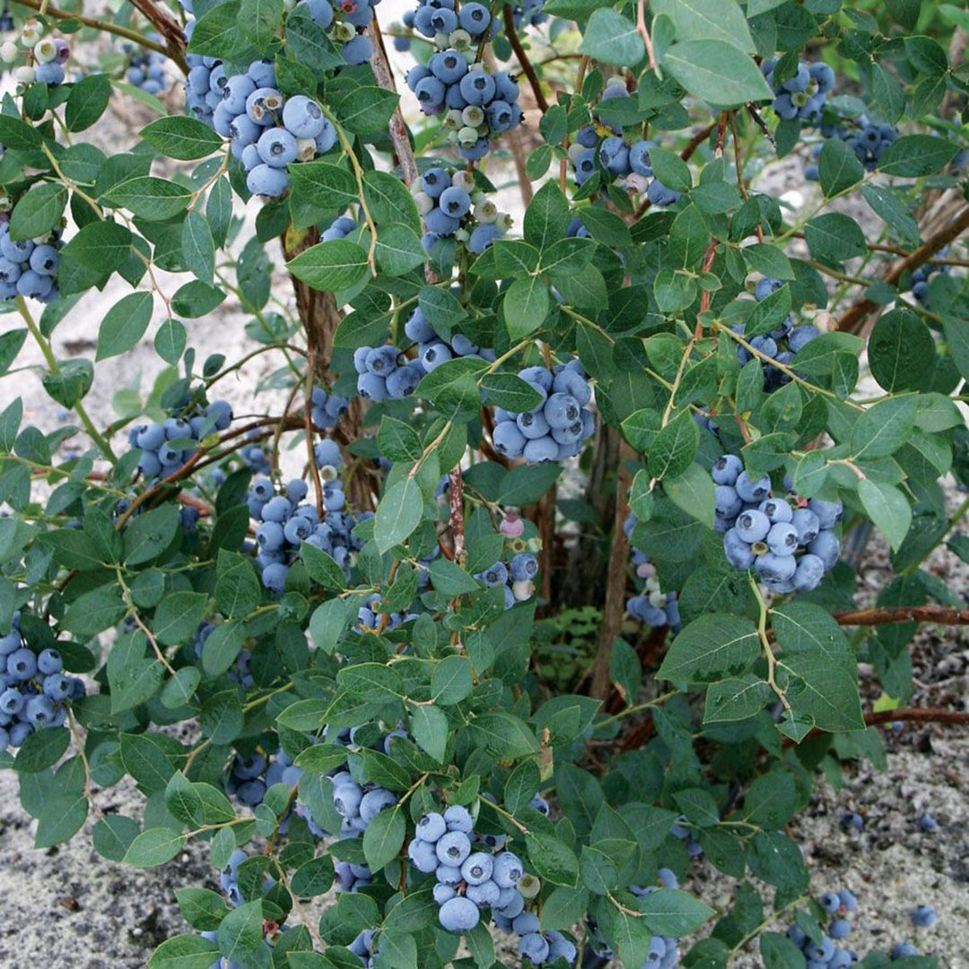 Blueberry 'Highbush - Sweetheart'