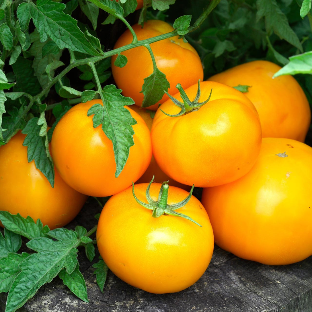 Tomato 'Golden Jubilee'