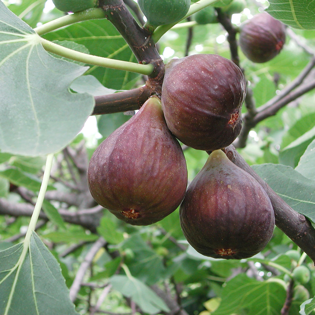 Fig 'Chicago Hardy'