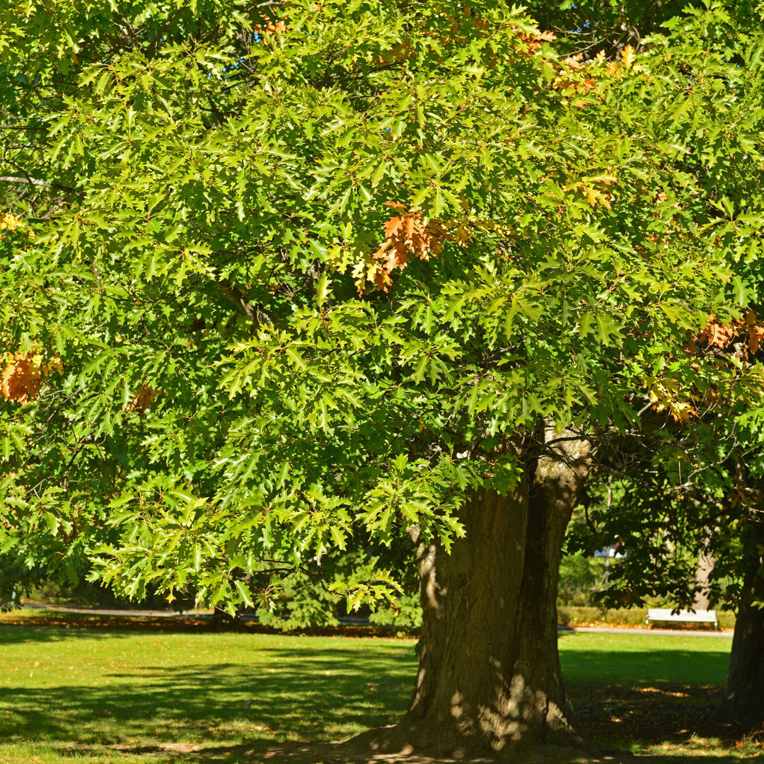 Oak Tree 'Northern Red Oak'