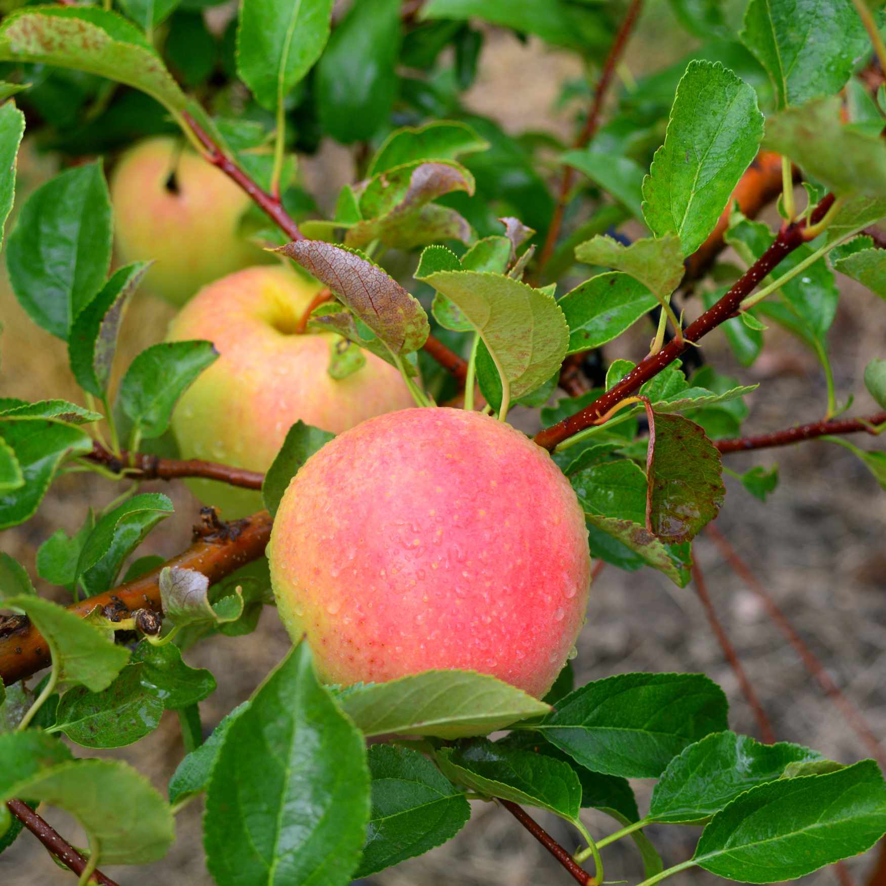 Apple Tree 'Pink Lady' – Tristar Plants