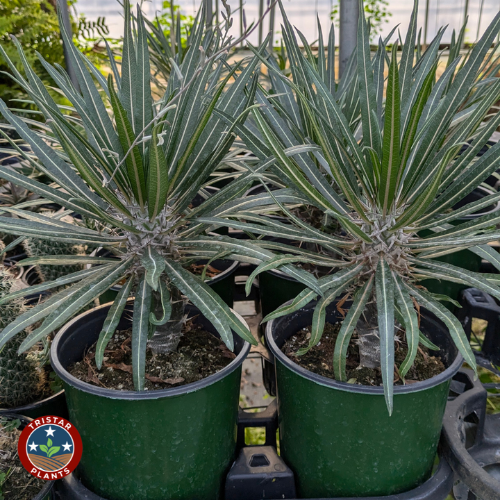 Madagascar Palm (Pachypodium lamerei)