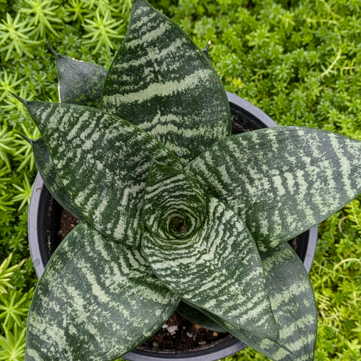 Snake Plant Forest Star 'Sansevieria trifasciata hahnii'