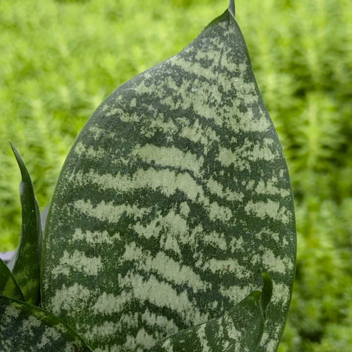 Snake Plant Forest Star 'Sansevieria trifasciata hahnii'