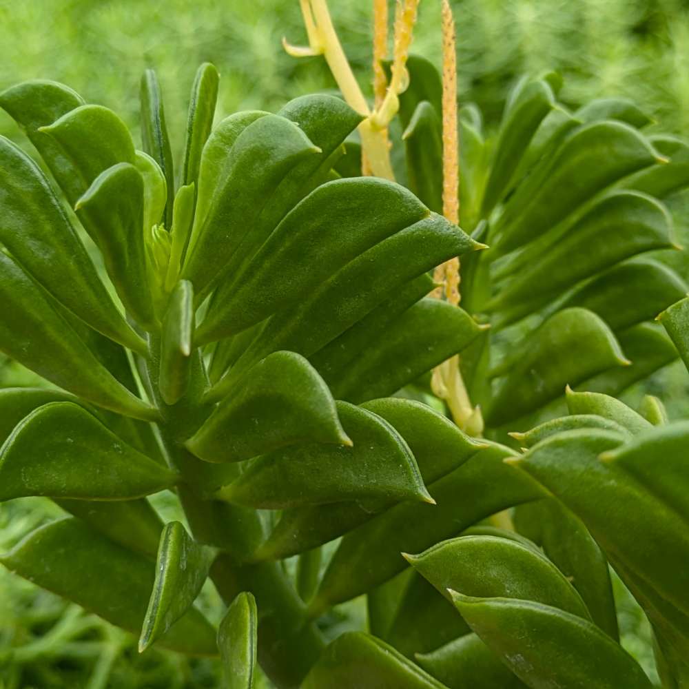 Winged Peperomia 'Peperomia axillaris'