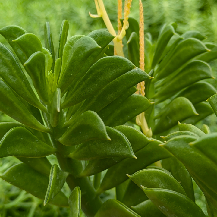 Winged Peperomia 'Peperomia axillaris'