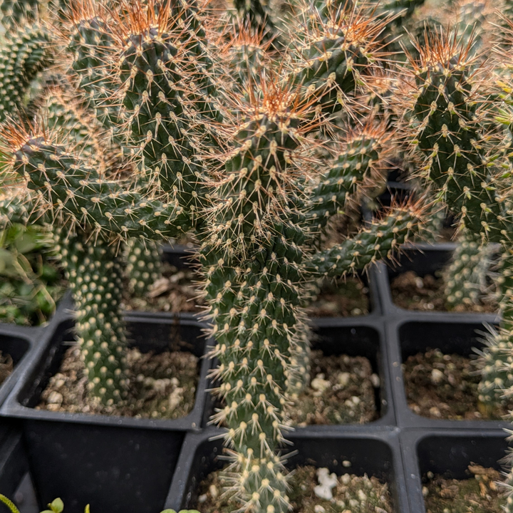 Tree Cholla 'Cylindropuntia imbricata'