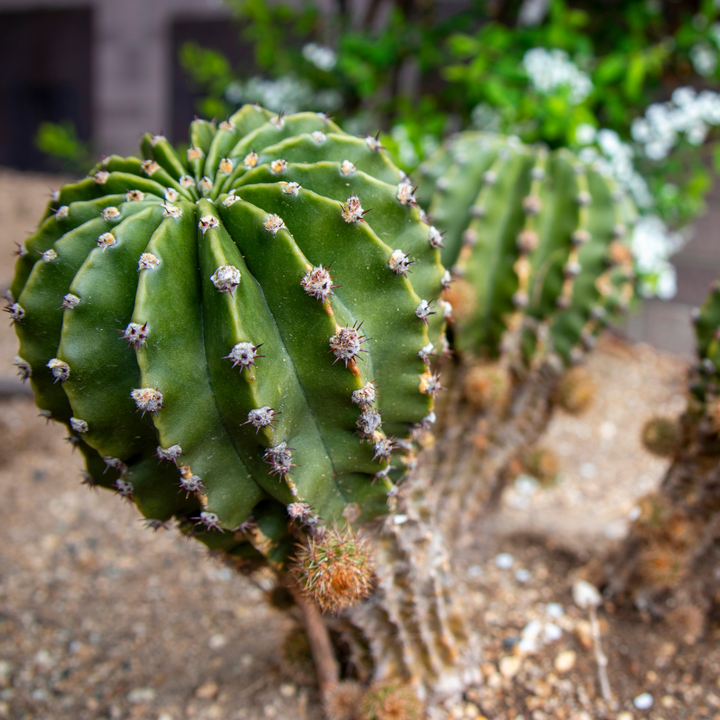 Sea Urchin Cactus 'Echinopsis eyriesii'