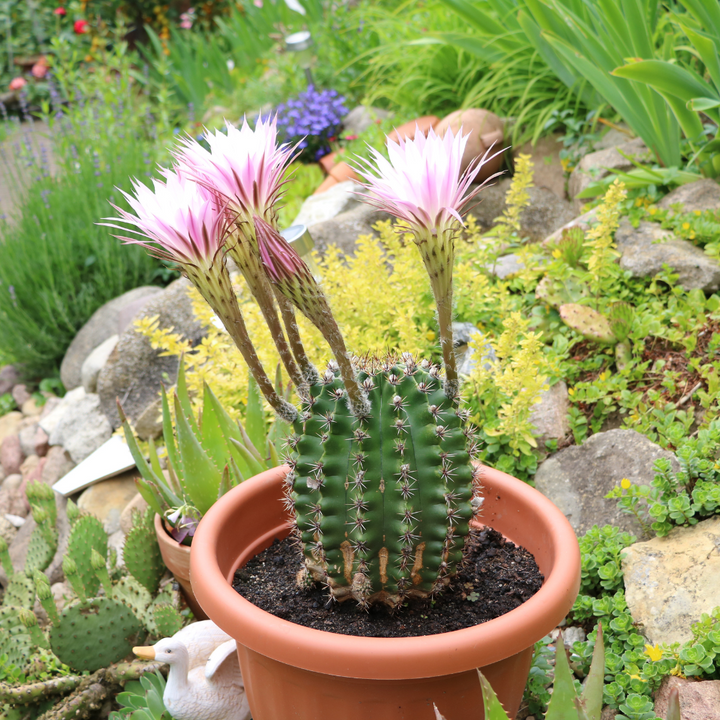 Sea Urchin Cactus 'Echinopsis eyriesii'