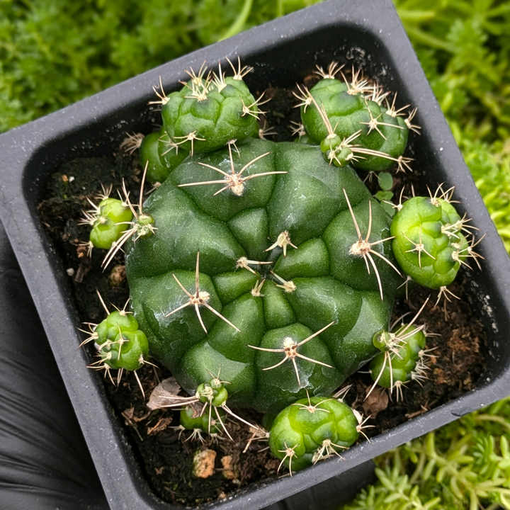 Gymnocalycium Anisitsii