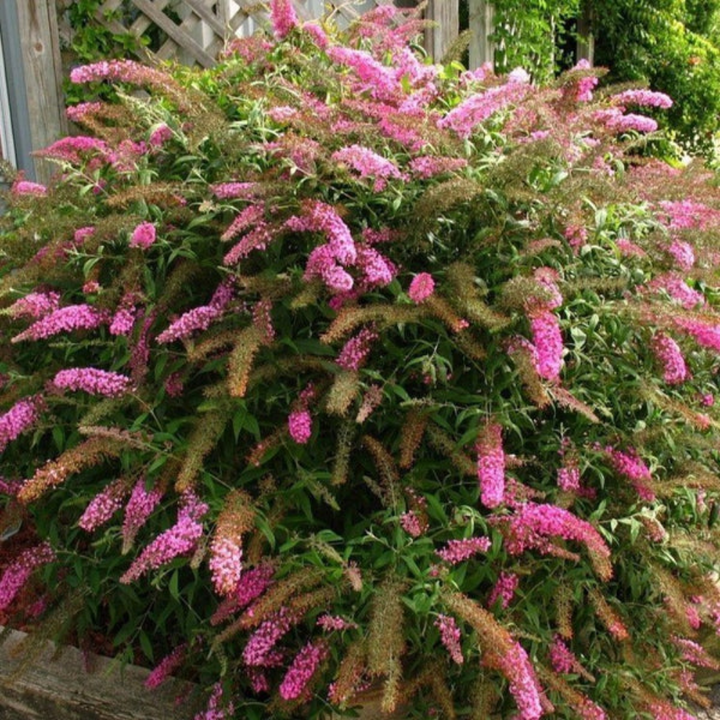 Butterfly Bush 'Pink Delight'