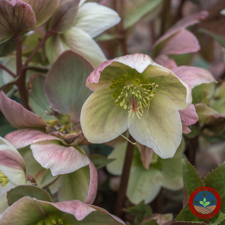 Hellebore 'Ivory Prince'