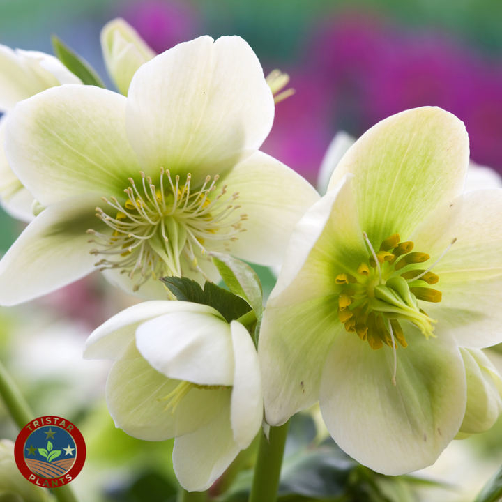 Hellebore 'Ivory Prince'