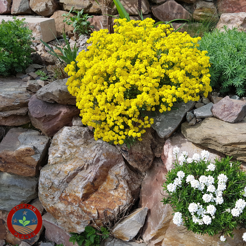 Alyssum  ' Golden Spring'