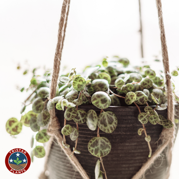 String of Turtles 'Peperomia prostrata'