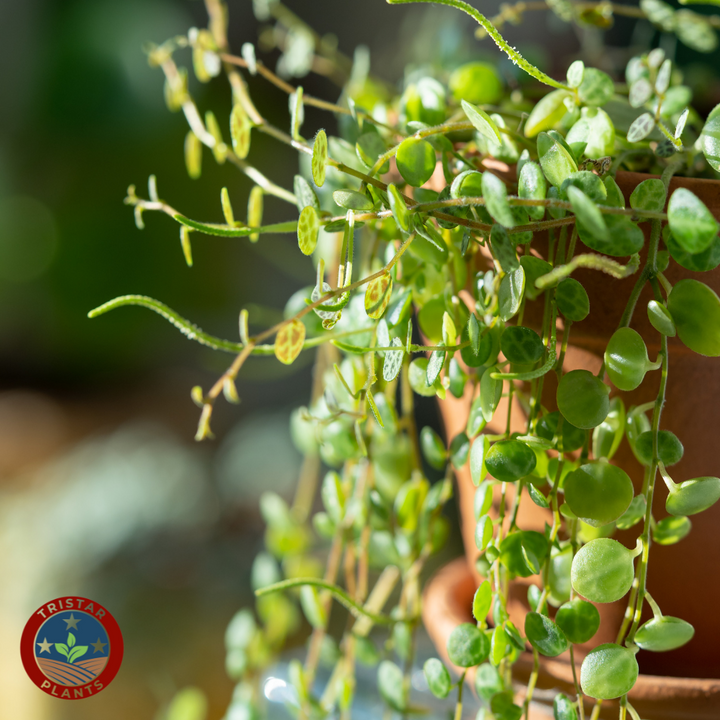 String of Turtles 'Peperomia prostrata'