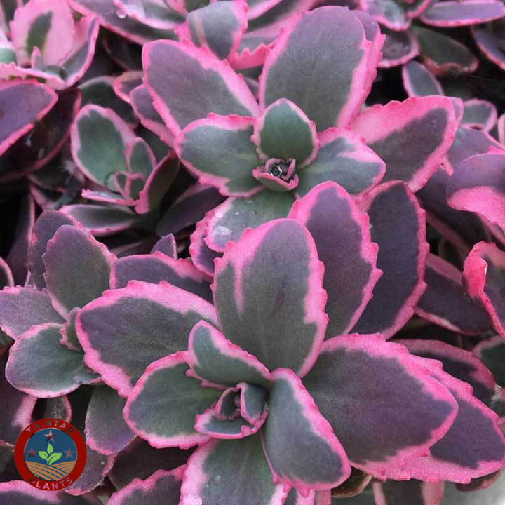 Sun Sparkler Dream Dazzler Sedum