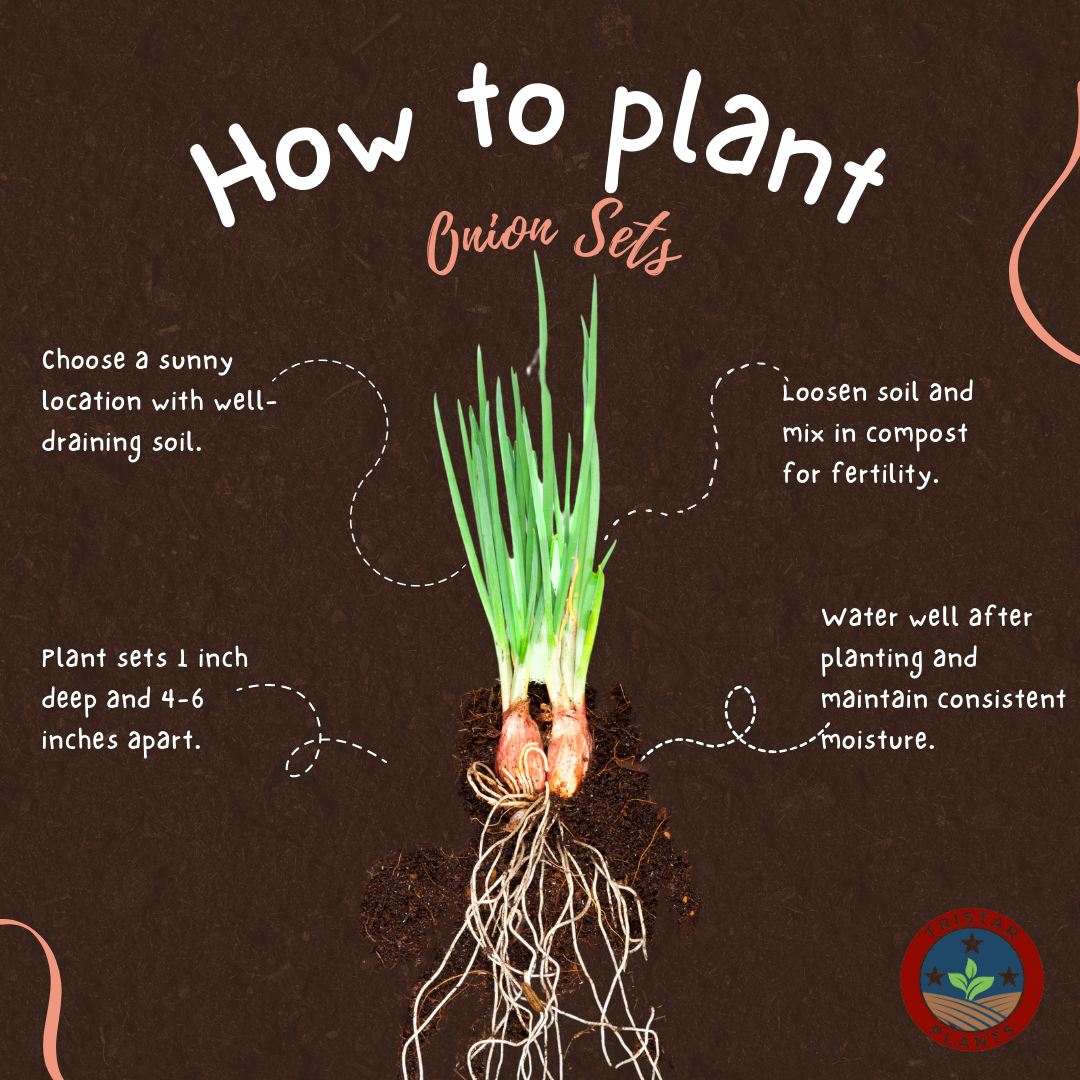 Roots and Shoots Kitchen Garden Bundle
