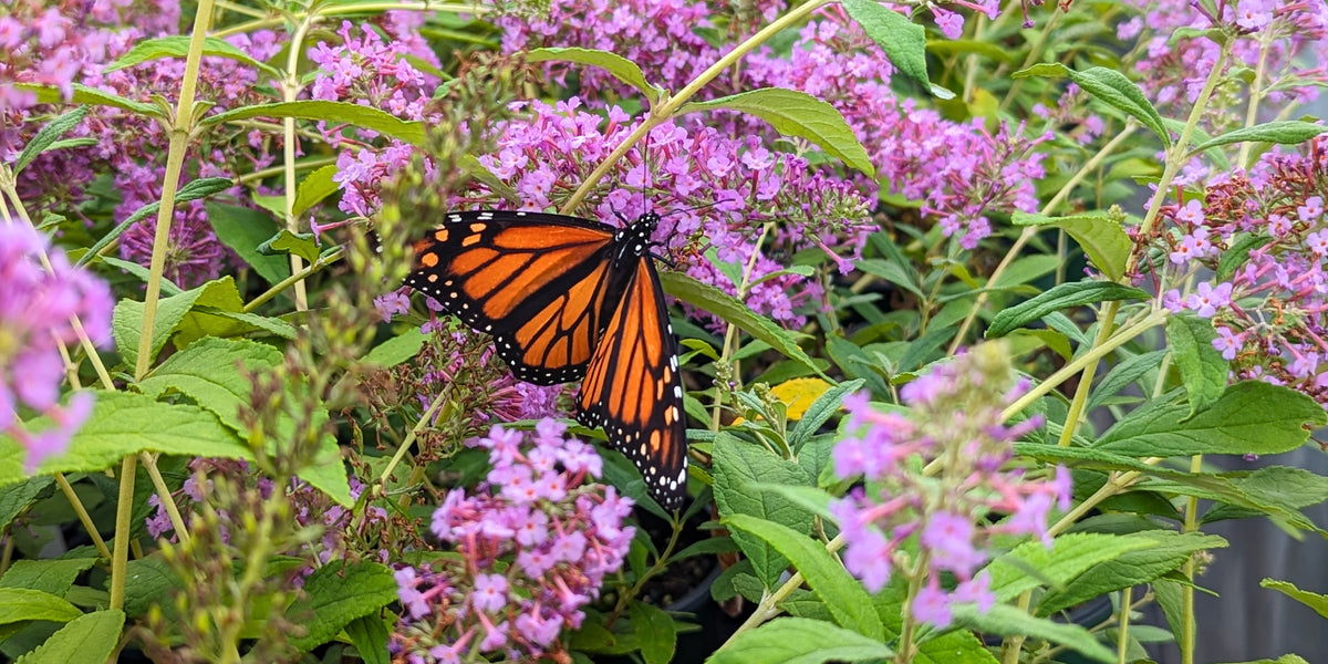 Butterfly Bush 'Pink Delight' – Tristar Plants