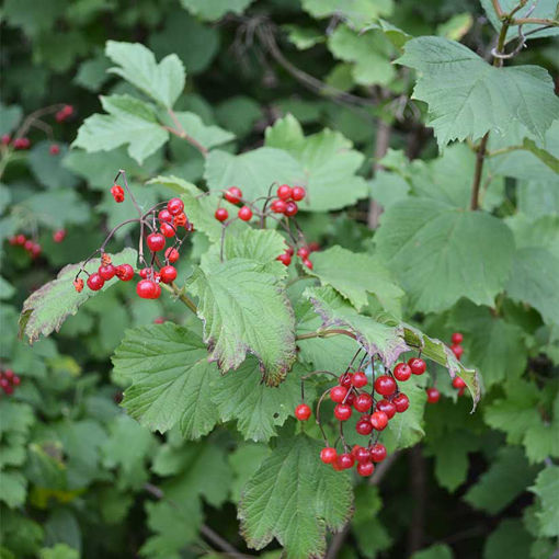 Viburnum 'American Cranberrybush'