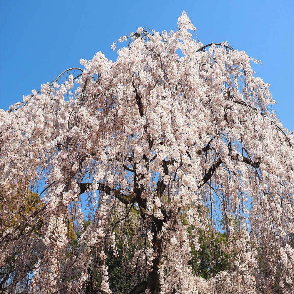 Yoshino Weeping Cherry Tree