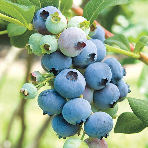 Powdered blue blue berries