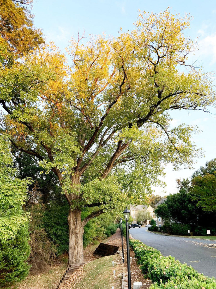 Large tree changing in the fall from green to yellow leaves