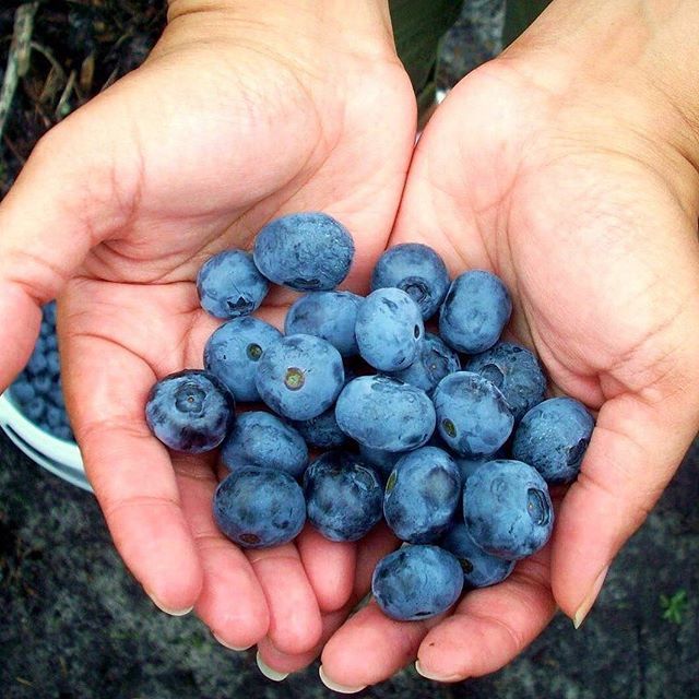 Largest Blueberry