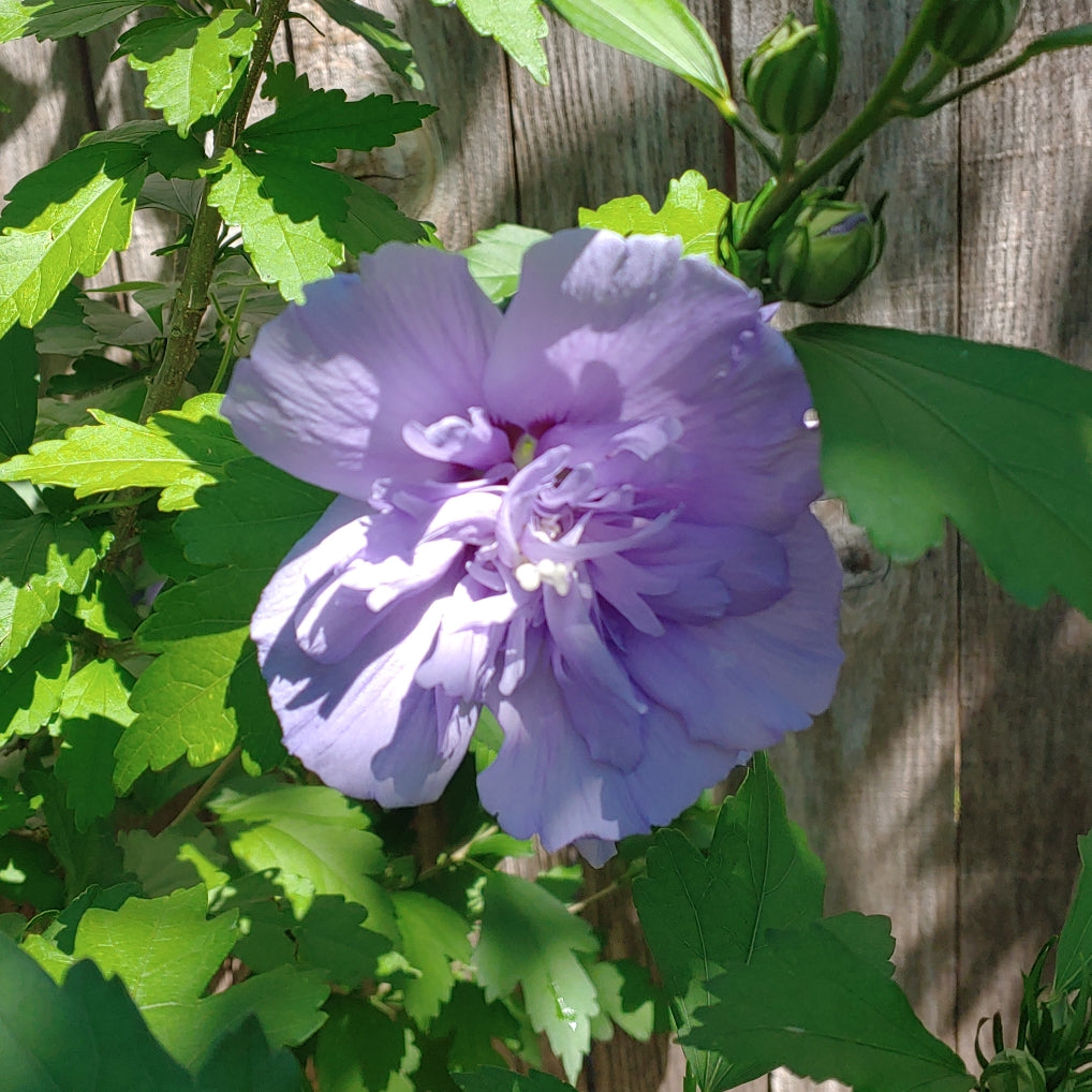 Rose Of Sharon - Shrub Althea - Hibiscus 'Purple' Double Blooming