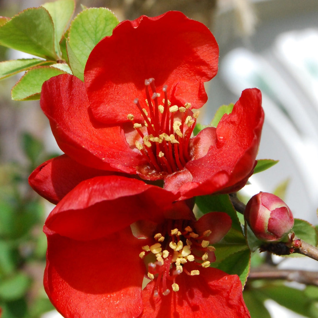 Scarffs red japanese flowering quince - Chaenomeles speciosa