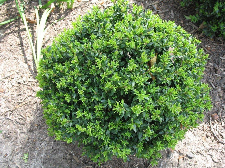 Boxwood 'Titan' – Tristar Plants