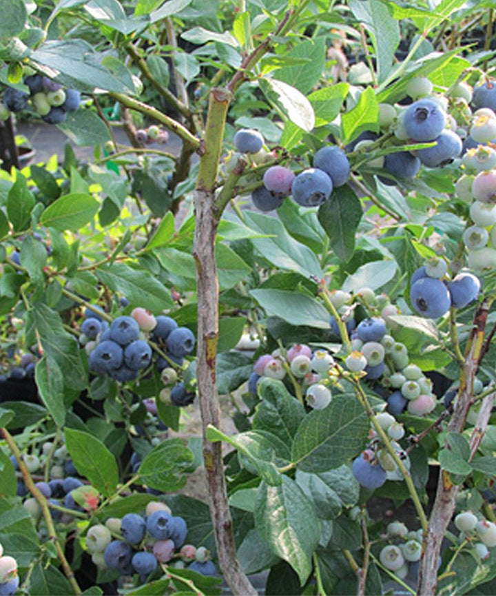 Premier blueberry shrub