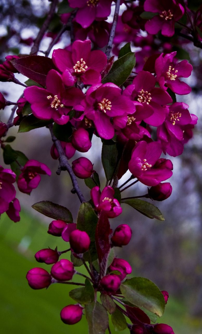 Magenta Crabapple blooms