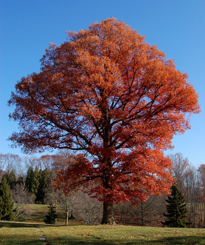 White Oak Tree Autumn