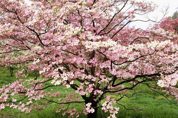 Stellar Pink Flowering Dogwood