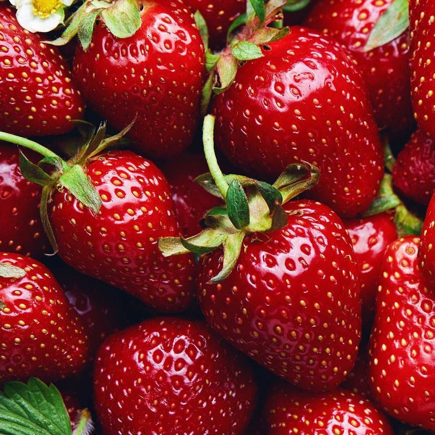 Strawberries Junebearing 'Allstar'