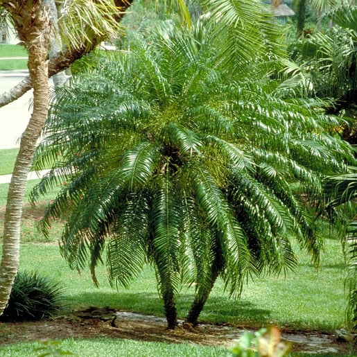 Pygmy Date Palm
