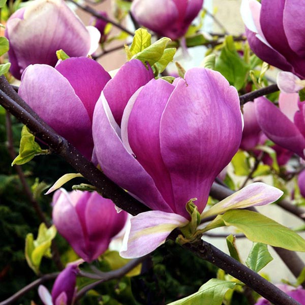 Saucer magnolia flowers