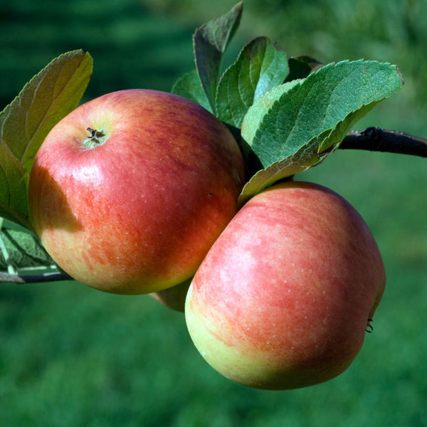 Cortland Apple (Malus 'Cortland') in Salt Lake City, Utah (UT) at