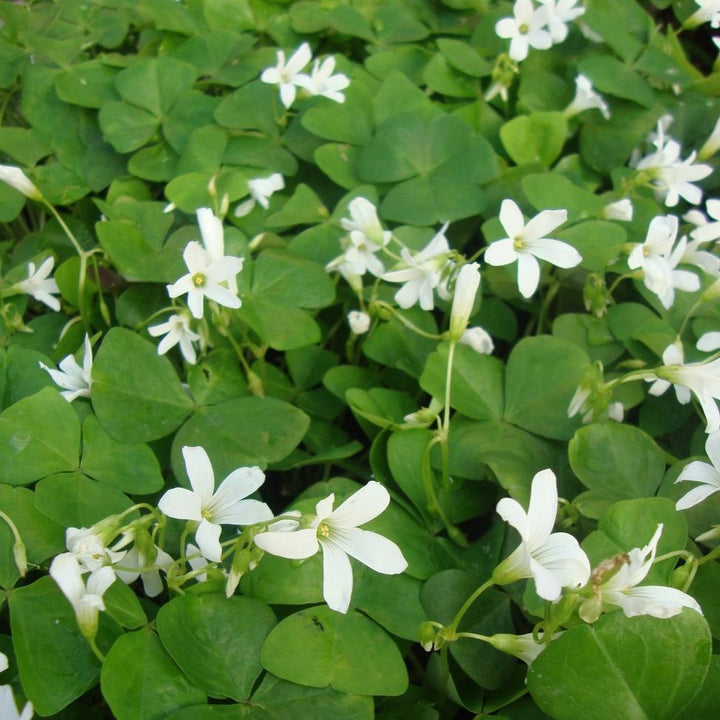 Oxalis Triangularis