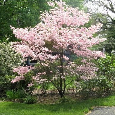 Pink dogwood store tree