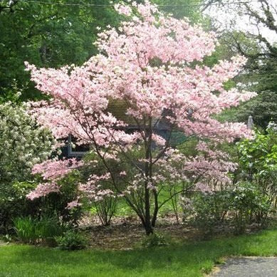 Stellar Pink Flowering Dogwood tree