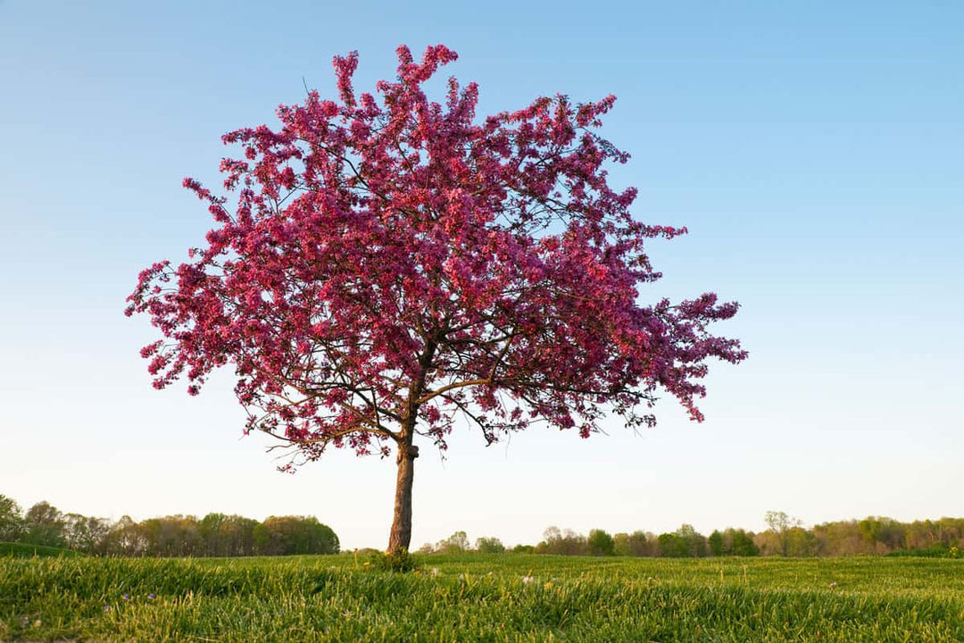 Magenta Crabapple tree