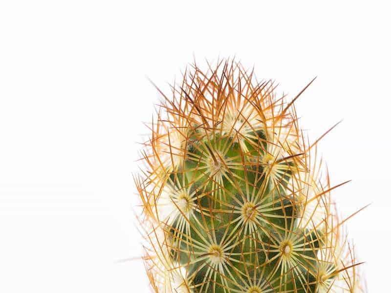 Gold Lace Cactus