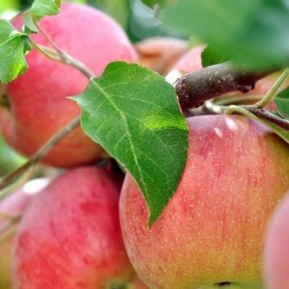 'Winesap' Apple tree