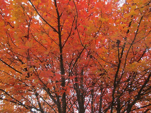 Maple Tree 'Autumn Blaze'