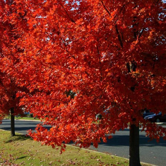 Autumn Blaze Red Maple Tree